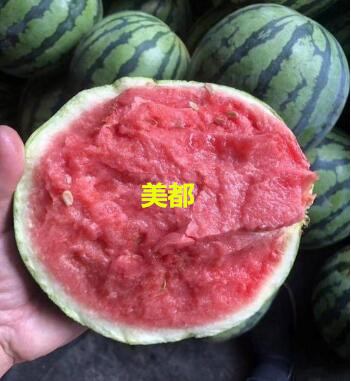漢中嫁接西瓜種苗廠\商洛賣8424美都西瓜苗基地(耐寒)