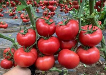 沈陽(yáng)早春茬耐低溫番茄苗\葫蘆島育西紅柿苗基地2024